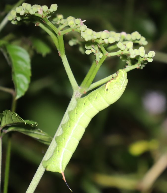 ヤブカラシ_ブドウスズメの幼虫 2021年8月28日 19時55分頃 気温28度